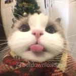 Avatar of Kinza Ahmed